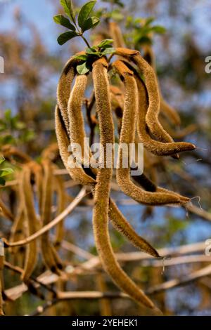 Long, curvy, fuzzy brown seed pods of Golden Trumpet tree, Handroanthus chrysotrichus, from Brazil, in Queensland garden, Australia. Stock Photo