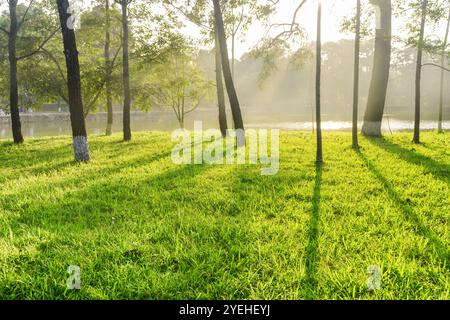 View of lake through woods. Shadows of trees on grass Stock Photo
