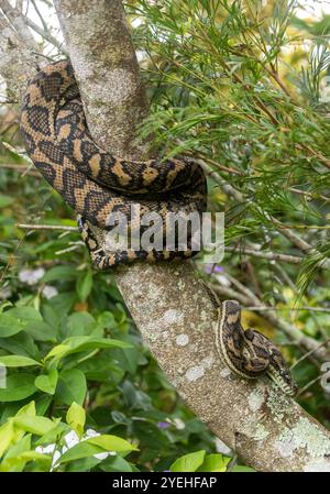 Australian Carpet Python snake, Morelia spilota, coiled around branch of tree. Close-up of non-poisonous constrictor resting in Queensland garden. Stock Photo