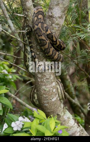 Australian Carpet Python snake, Morelia spilota, coiled around branch of tree. Close-up of non-poisonous constrictor resting in Queensland garden. Stock Photo