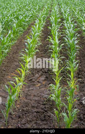 Field of maize, North Rhine-Westphalia, Germany, Europe Stock Photo