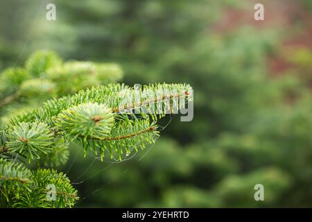 Christmas or evergreen pine tree branch with needles. Close up shot, shallow depth of field, no people Stock Photo