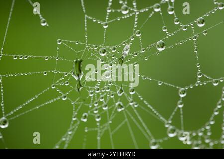 Dew covered spider web in a forest in autumn. Close up macro shot, shiny water droplets, no people. Stock Photo