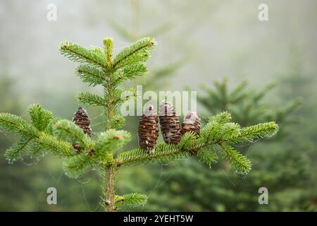 Pine cones growing on an evergreen or fir tree branch in a forest nursery. Close up shot, foggy autumn day, no people. Stock Photo