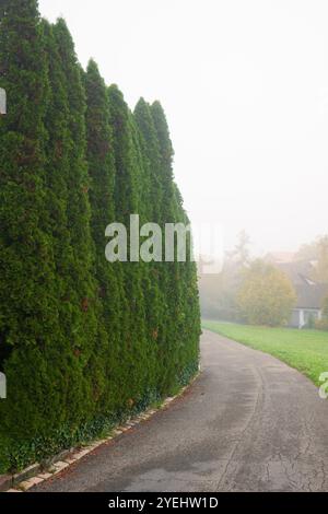 Large, tall, Thuja Occidentalis Columna green wall or fence next to rural footpath. Foggy autumn morning, no people. Stock Photo