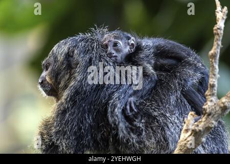 Monk monkey (Pithecia monachus), juvenile sitting on mother, captive, Baden-Wuerttemberg, Germany, Europe Stock Photo