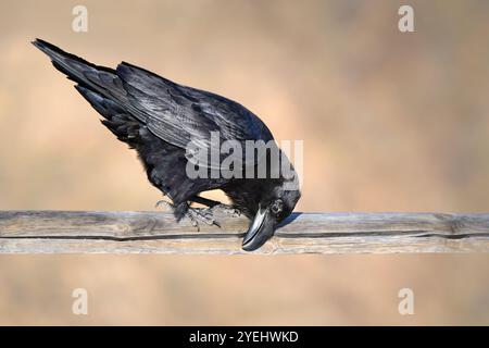 Common Raven (Corvus corax) cleaning its beak at a wooden railing Stock Photo