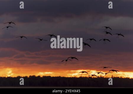 Birds flying in formation under a dramatic evening backdrop with clouds, Crane (Grus grus) wildlife, Western Pomerania Lagoon National Park, Zingst, M Stock Photo