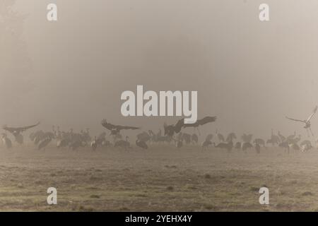 A group of cranes flies over a foggy meadow in the morning, Crane (Grus grus) wildlife, Western Pomerania Lagoon National Park, Zingst, Mecklenburg-We Stock Photo