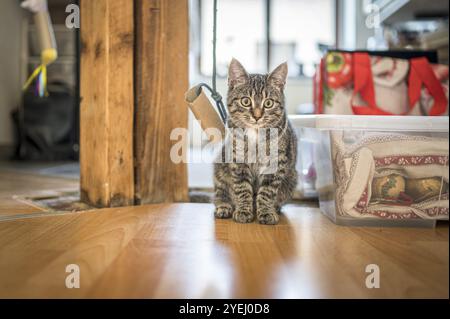 A small kitten sits on a wooden floor next to a cardboard box and looks curiously into the camera Stock Photo
