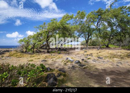 Pine trees (Pinus) bent by the wind, south coast, Indian Ocean, island, Mauritius, Africa Stock Photo
