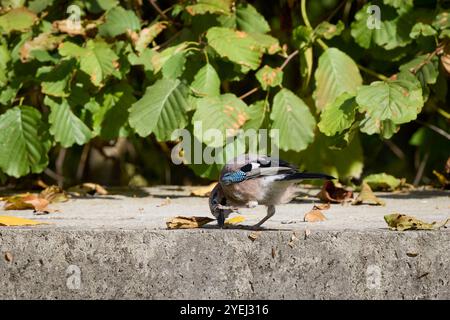 portrait with (Garrulus glandarius) sitting on the ground, on a sunny autumn day Stock Photo