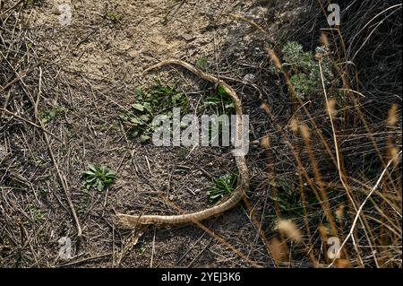 ZAPORIZHZHIA, UKRAINE - OCTOBER 30, 2024 - The shed skin of a snake is on the ground on Khortytsia Island in autumn, Zaporizhzhia, southeastern Ukraine. Stock Photo