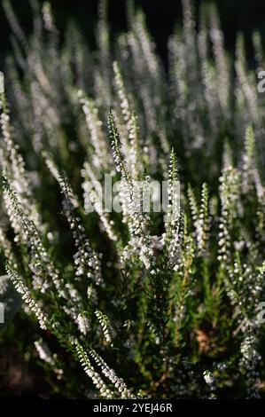 Close up flowering Common Heather or simply heather. Vertical crop. Selective focus. Close up. Stock Photo