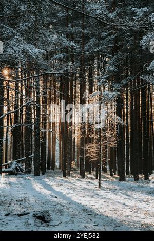 Sun is shining through pine trees covered with snow in the forest at winter Stock Photo