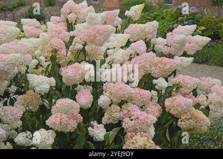 Hydrangea paniculata variety 'Burgundy Lace' bush in full bloom. Stock Photo