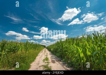 Road in corn field and white clouds on blue sky, summer view in eastern Poland Stock Photo