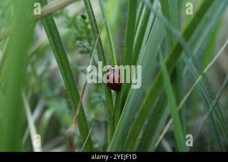A ladybug crawling on green grass, a bright color contrast. Stock Photo