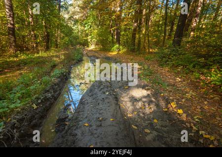 A large puddle on a dirt road in the autumn forest, October day Stock Photo