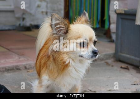 A cute longhaired chihuahua dog standing in the backyard Stock Photo