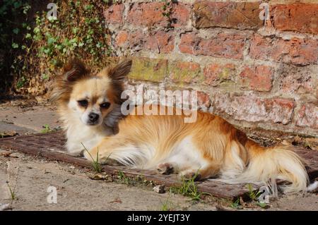 A cute longhaired chihuahua dog laying in the backyard Stock Photo