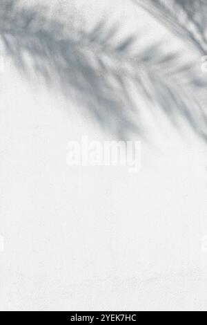 Painted textured white wall with soft shadows from palm leaves as abstract tropical background Stock Photo