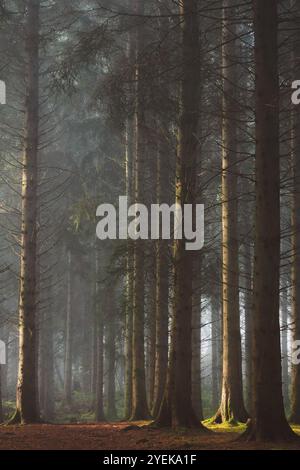 Eerie and atmospheric Scots Pine (Pinus sylvestris) forest in Kinclaven Woods, Perthshire, Scotland, with dappled light and mist creating a haunting, Stock Photo