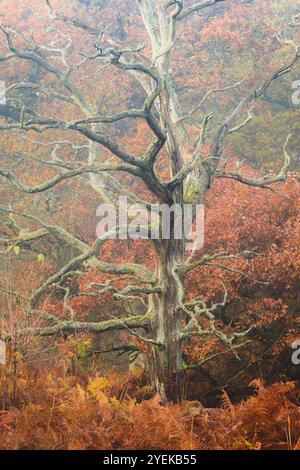 Twisting branches of a dead ancient European Oak (Quercus robur) surrounded by bracken in Kinclaven Woods, Perthshire, Scotland, creating an atmospher Stock Photo