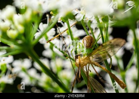 The Green Crab Spider, Diaea dorsata, hunts for prey on a white wood anemone flower. Stock Photo
