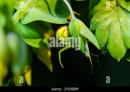 The Green Crab Spider, Diaea dorsata, hunts for prey on a white wood anemone flower. Stock Photo
