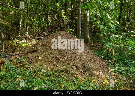 the big anthill - Red wood ant Formica rufa in a forest. Stock Photo