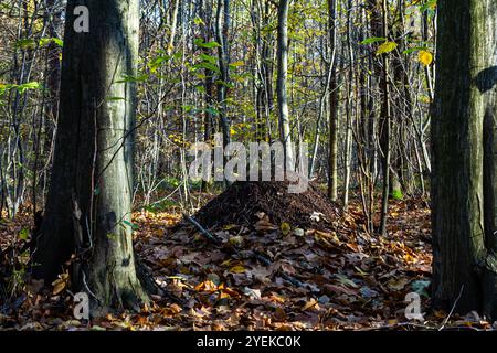 the big anthill - Red wood ant Formica rufa in a forest. Stock Photo