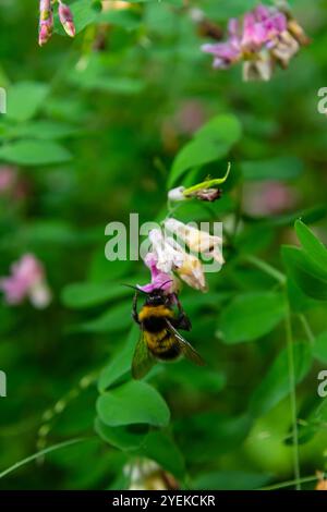 Bumble bee sitting on a thistle flower, closeup. Front view. Genus species Bombus. Stock Photo