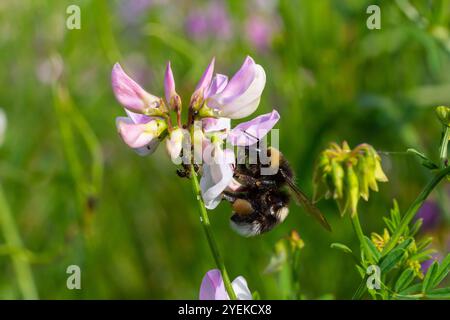 Bumble bee sitting on a thistle flower, closeup. Front view. Genus species Bombus. Stock Photo