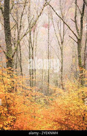 Golden autumn leaves fill the tranquil woodland scene, casting a gentle, serene atmosphere in the Scottish forest. Stock Photo