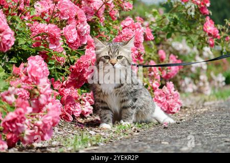 Siberian cat friend of man. Very cute kitten in the garden. Detailed portrait. Flowers, bushes, trees, sunlight. Cat on a leash. Stock Photo