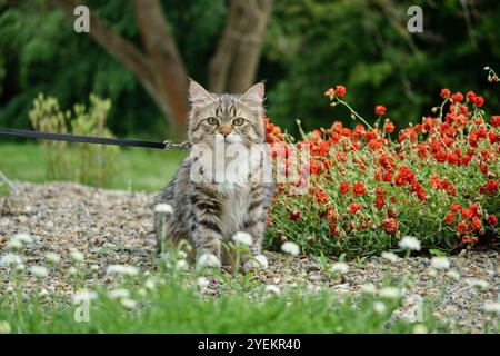 Siberian cat friend of man. Very cute kitten in the garden. Detailed portrait. Flowers, bushes, trees, sunlight. Cat on a leash. Stock Photo