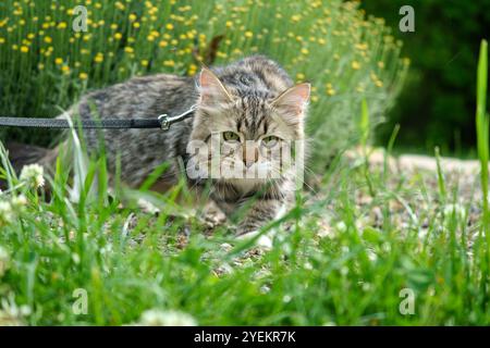 Siberian cat friend of man. Very cute kitten in the garden. Detailed portrait. Flowers, bushes, trees, sunlight. Cat on a leash. Stock Photo