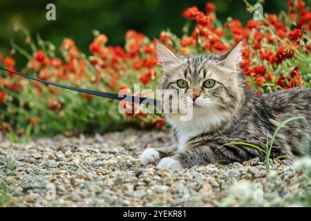 Siberian cat friend of man. Very cute kitten in the garden. Detailed portrait. Flowers, bushes, trees, sunlight. Cat on a leash. Stock Photo