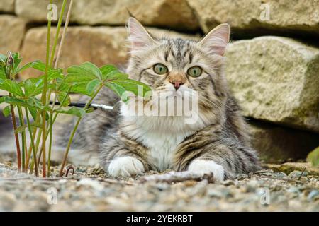 Siberian cat friend of man. Very cute kitten in the garden. Detailed portrait. Flowers, bushes, trees, sunlight. Cat on a leash. Stock Photo