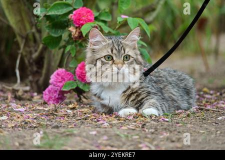 Siberian cat friend of man. Very cute kitten in the garden. Detailed portrait. Flowers, bushes, trees, sunlight. Cat on a leash. Stock Photo