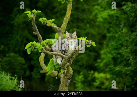 Siberian cat friend of man. Very cute kitten in the garden. Detailed portrait. Flowers, bushes, trees, sunlight. Cat on a leash. Stock Photo