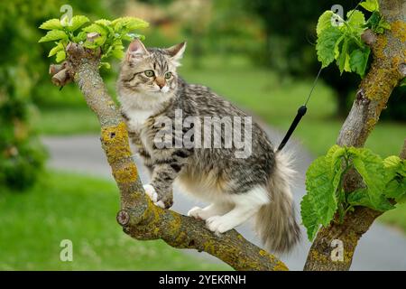 Siberian cat friend of man. Very cute kitten in the garden. Detailed portrait. Flowers, bushes, trees, sunlight. Cat on a leash. Stock Photo