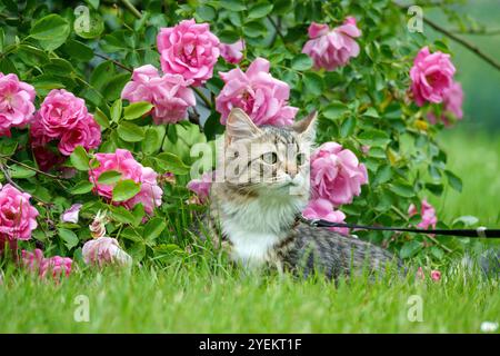 Siberian cat friend of man. Very cute kitten in the garden. Detailed portrait. Flowers, bushes, trees, sunlight. Cat on a leash. Stock Photo