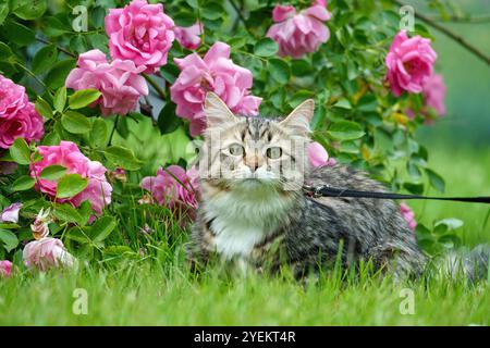 Siberian cat friend of man. Very cute kitten in the garden. Detailed portrait. Flowers, bushes, trees, sunlight. Cat on a leash. Stock Photo