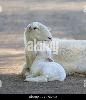 A mother sheep and her cute lamb resting closely together, the baby turns confidently to its ewe, Crete, Greece Stock Photo