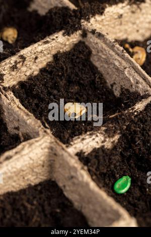 Seed in soil in cardboard cups closeup, poured black soil into paper cups for seedlings to obtain a good harvest Stock Photo