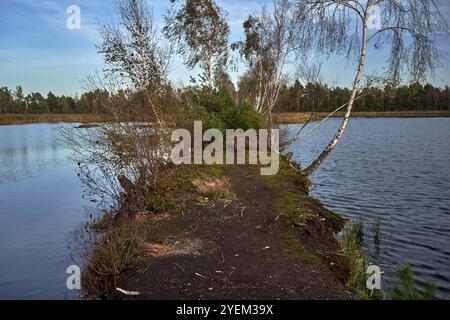 birches growing on a narrow embankment in a peat bog in autumn, Poland Stock Photo