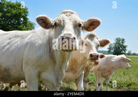 A herd of Charolais cow with a little calves, in a green pasture in the countryside. Stock Photo