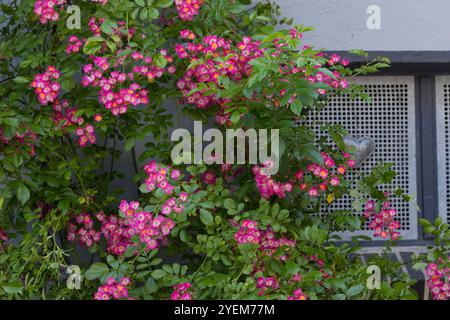 Kletterrose, Kletter-Rose, Kletterrosen, Rose, Rosen, Rambler, Rambler Rose, Ramblerrose, Rambler-Rose, "Maria Lisa", Rosensorte ‘Maria Lisa’ ist eine Stock Photo